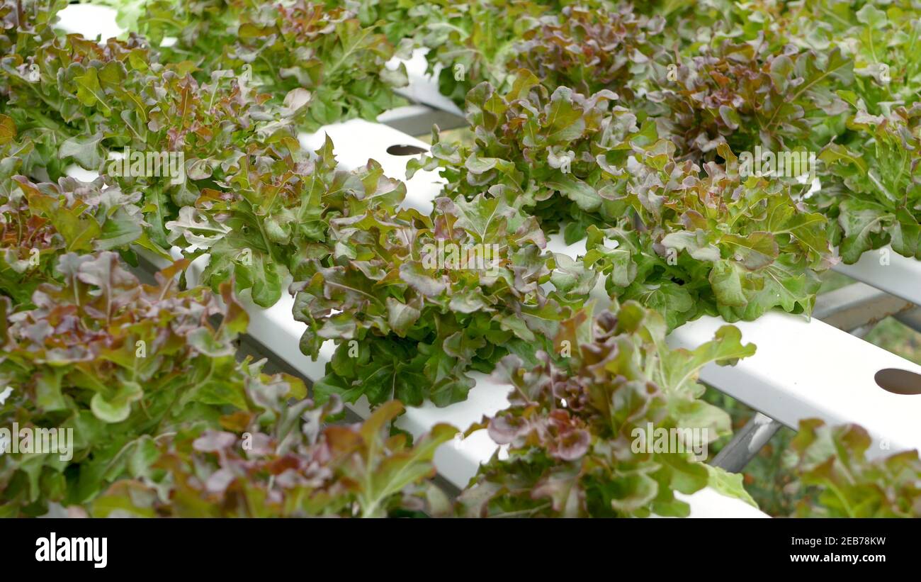Reihen von frischen saftigen Pflanzen wachsen auf modernen ökologischen hydroponic Bauernhof, Gartenbeete. Konzept der gesunden, umweltfreundlichen ausgewogenen Ernährung reich an Vitaminen. Stockfoto