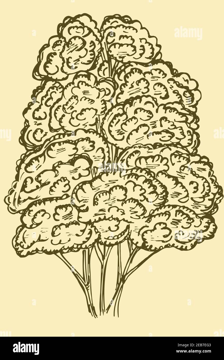 Baumskizze, Retro-Illustration. Vektor, ein großer Baum. Einfache Freihand-Bleistiftzeichnung. Bearbeitbares Objekt. Stock Vektor
