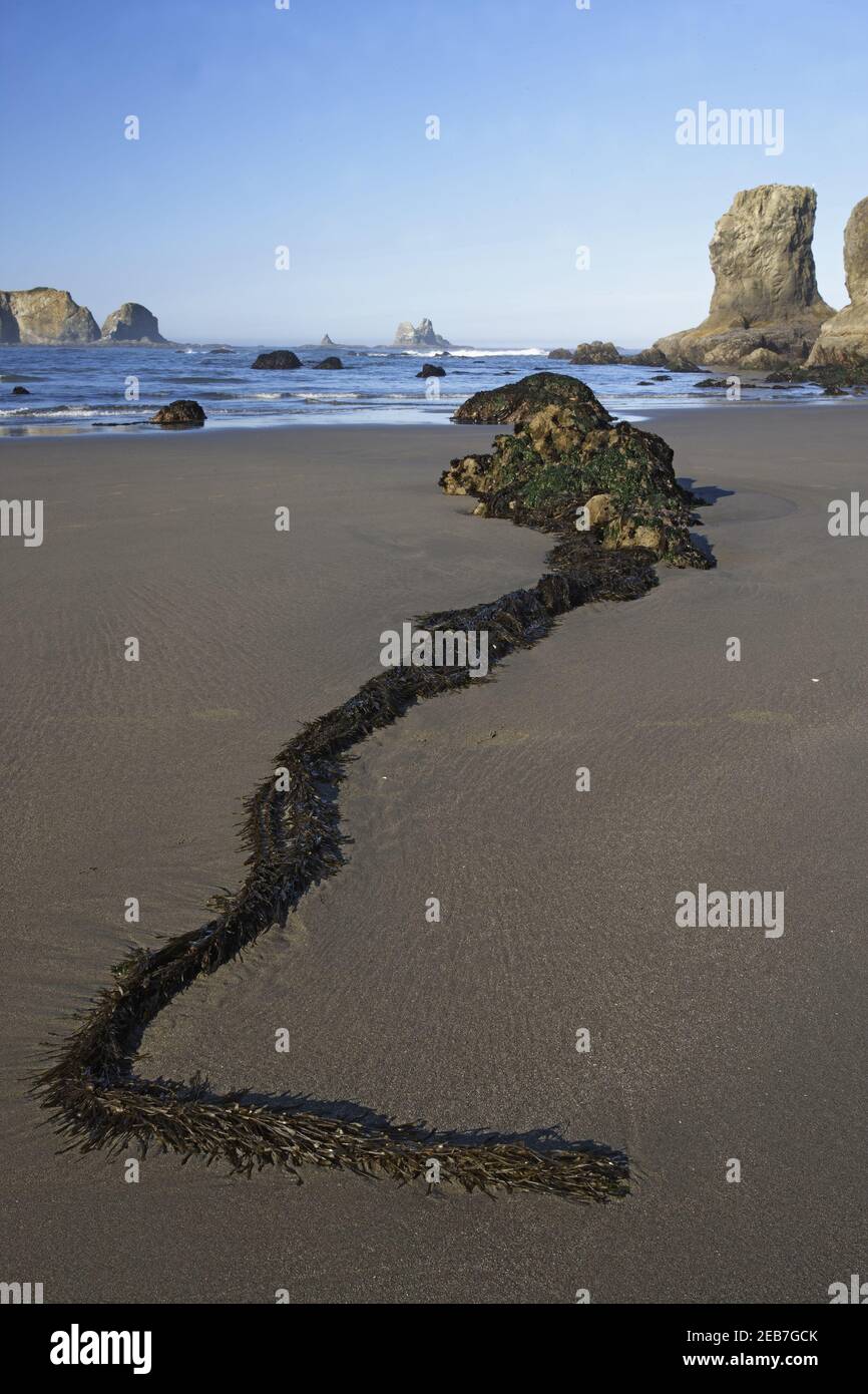 Offsore Sea Stacks und Algen bei niedrigen TideSecond Beach Olympic National Park Washington State USA LA001592 Stockfoto