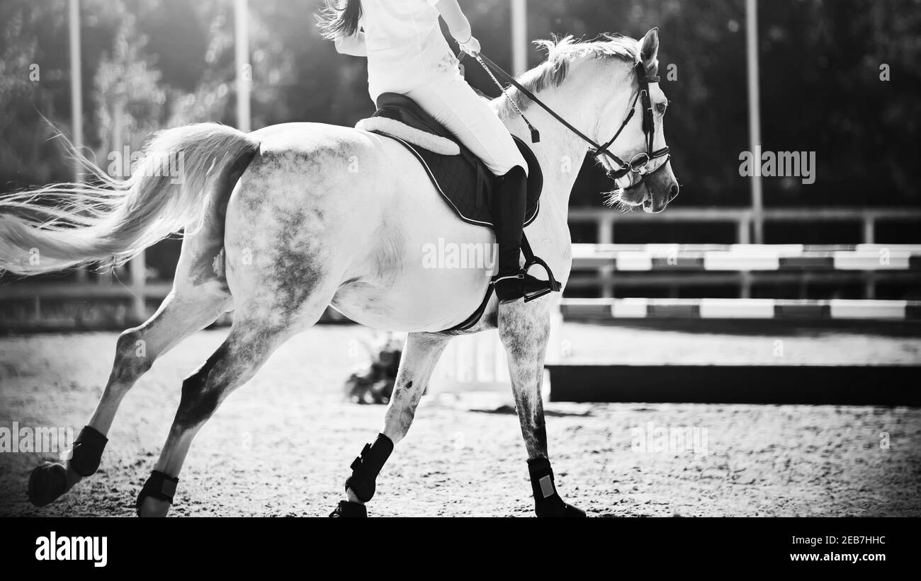 Ein schwarz-weißes Bild von einem schönen Apfelpferd mit einem Reiter im Sattel galoppieren und über die Barriere springen. Reitsport. Pferd Stockfoto