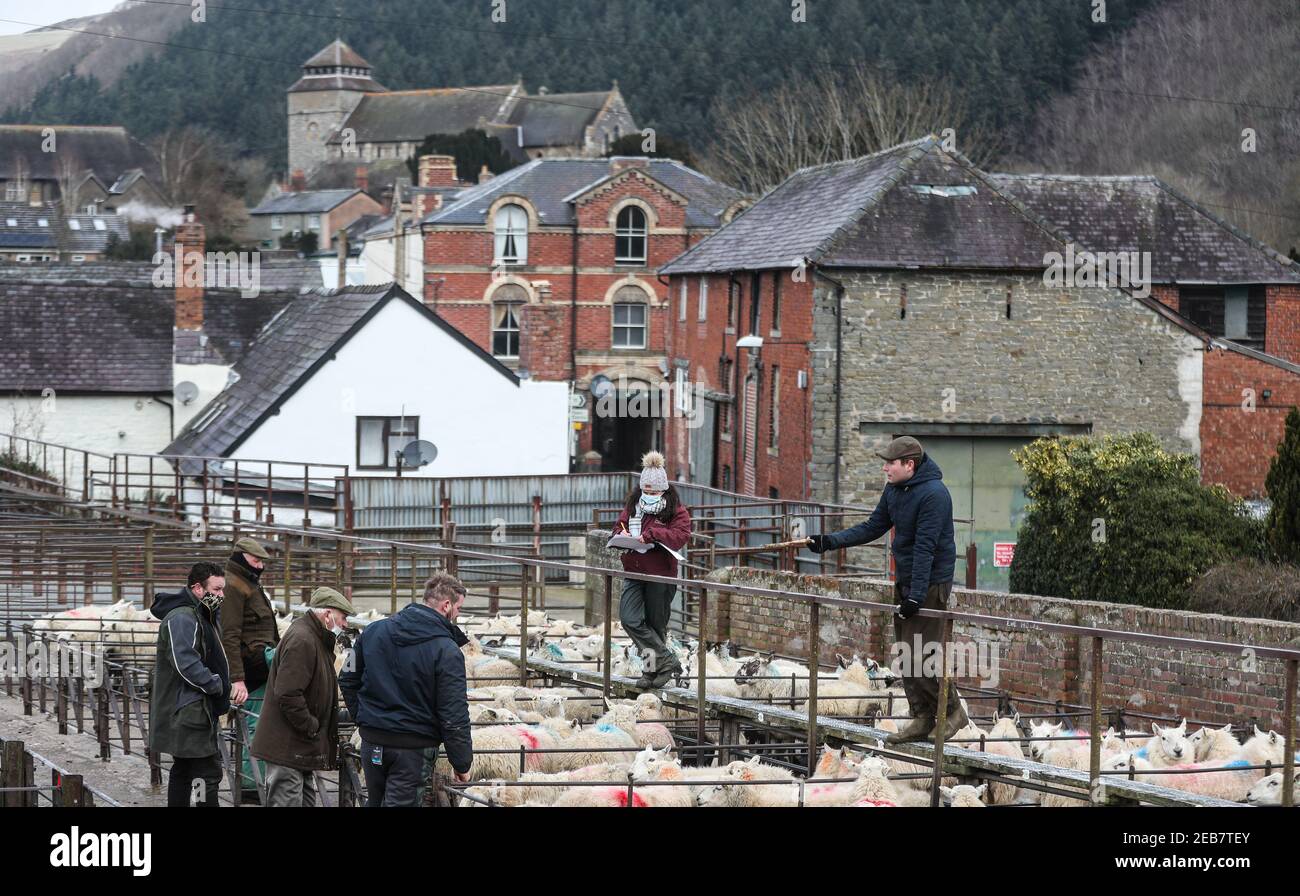 Schafe werden auf dem Knighton Livestock Market in Powys während der nationalen Sperre von Wales verkauft, um die Ausbreitung des Coronavirus einzudämmen. Bilddatum: Donnerstag, 11. Februar 2021. Stockfoto