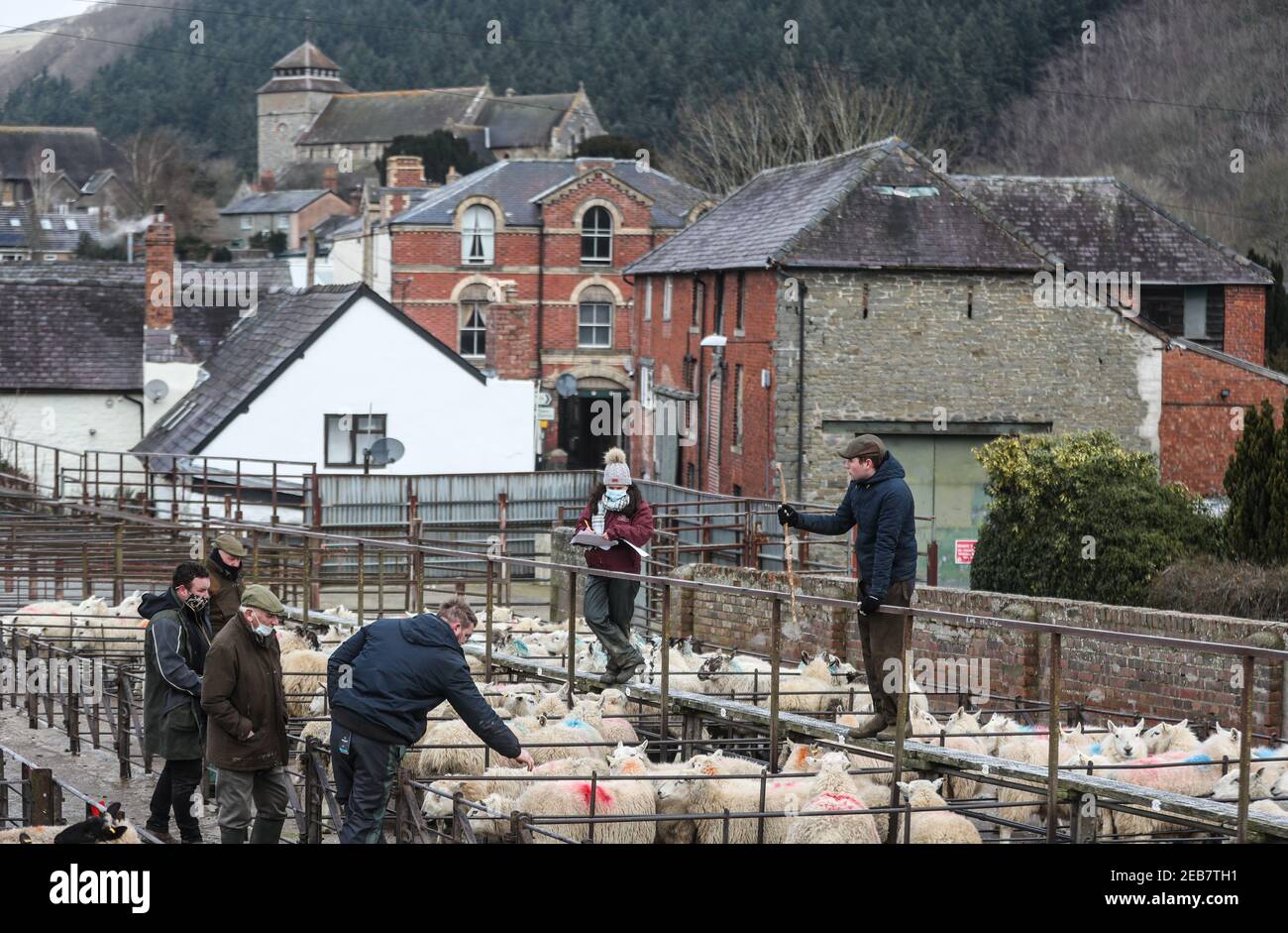 Schafe werden auf dem Knighton Livestock Market in Powys während der nationalen Sperre von Wales verkauft, um die Ausbreitung des Coronavirus einzudämmen. Bilddatum: Donnerstag, 11. Februar 2021. Stockfoto