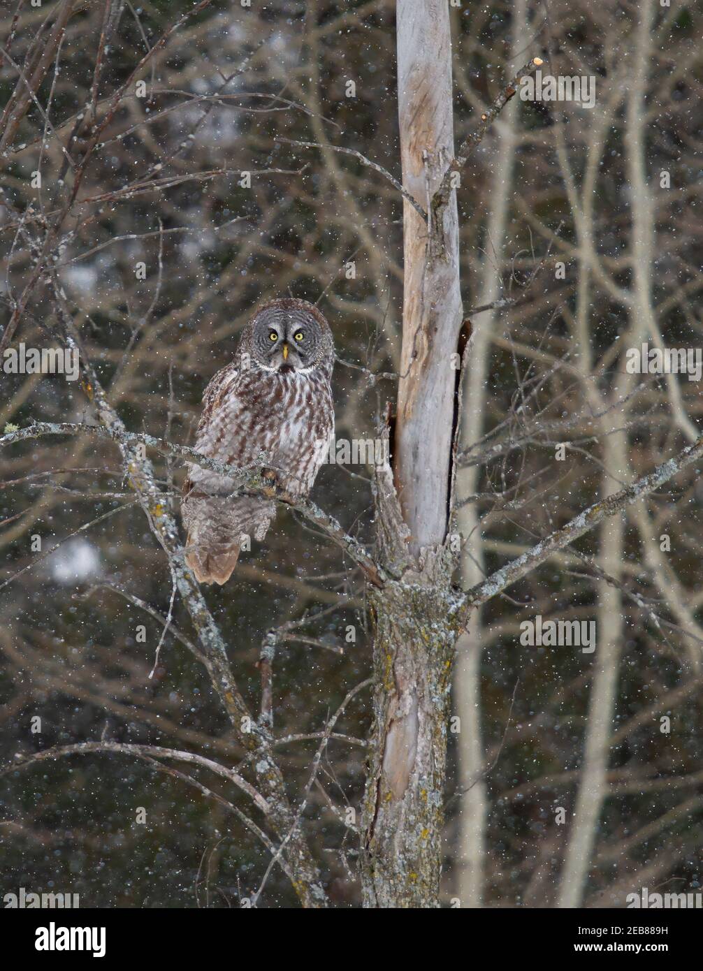 Große graue Eule in einem Baum mit Blick auf einen Schnee bedeckt In Kanada Stockfoto