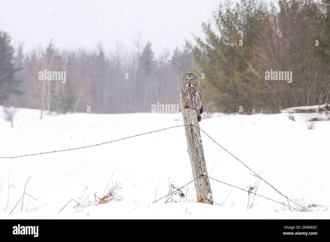 Große graue Eule in einem Baum mit Blick auf einen Schnee bedeckt In Kanada Stockfoto