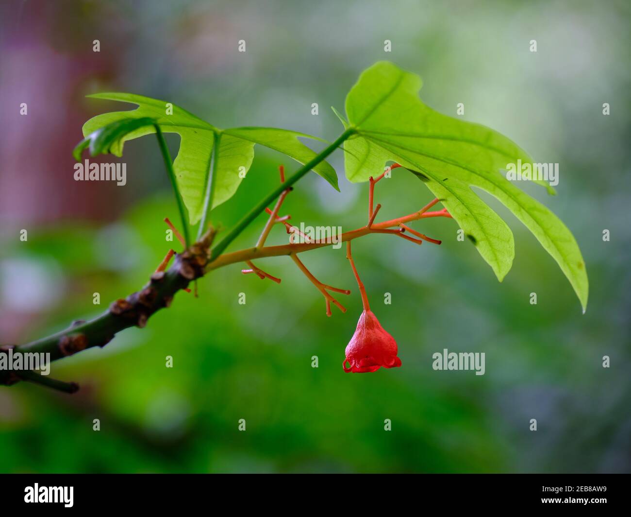 Erste Blume Des Flammenbaums Illawarra Stockfoto