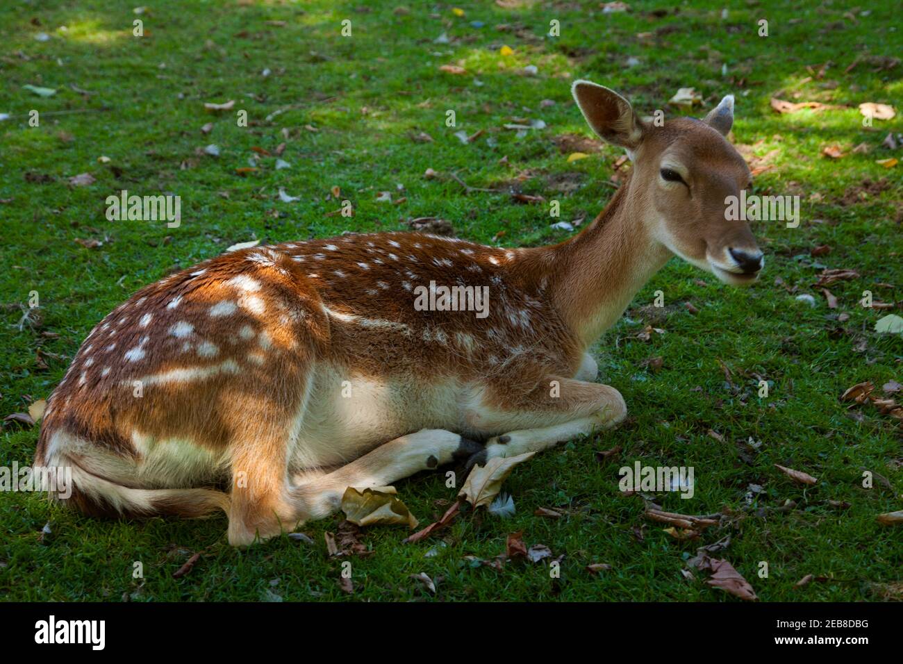 Damhirsch liegt auf dem Boden in getupftem Sonnenlicht Stockfoto
