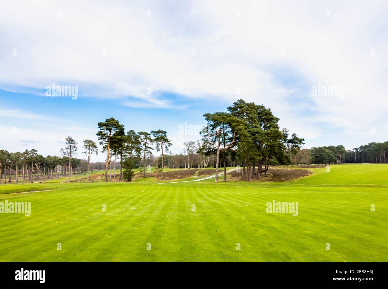 Blick auf den Golfplatz Fairway und Bäume in Woking Golf Club, Hook Heath, Woking, Surrey, Südostengland und Pinien an einem bewölkten Wintertag Stockfoto