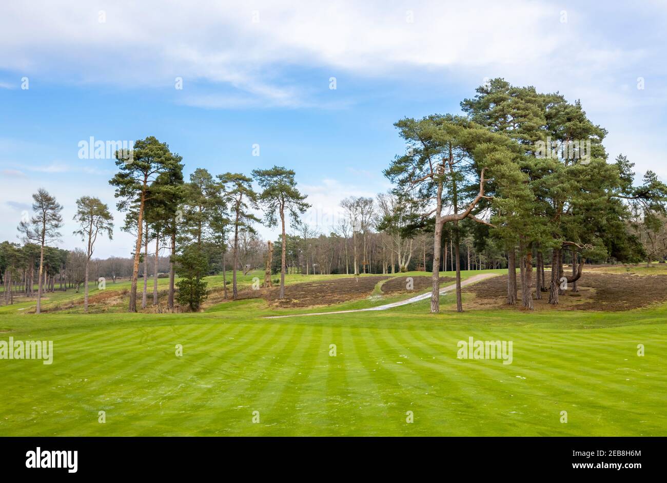 Blick auf den Golfplatz Fairway und Bäume in Woking Golf Club, Hook Heath, Woking, Surrey, Südostengland und Pinien an einem bewölkten Wintertag Stockfoto