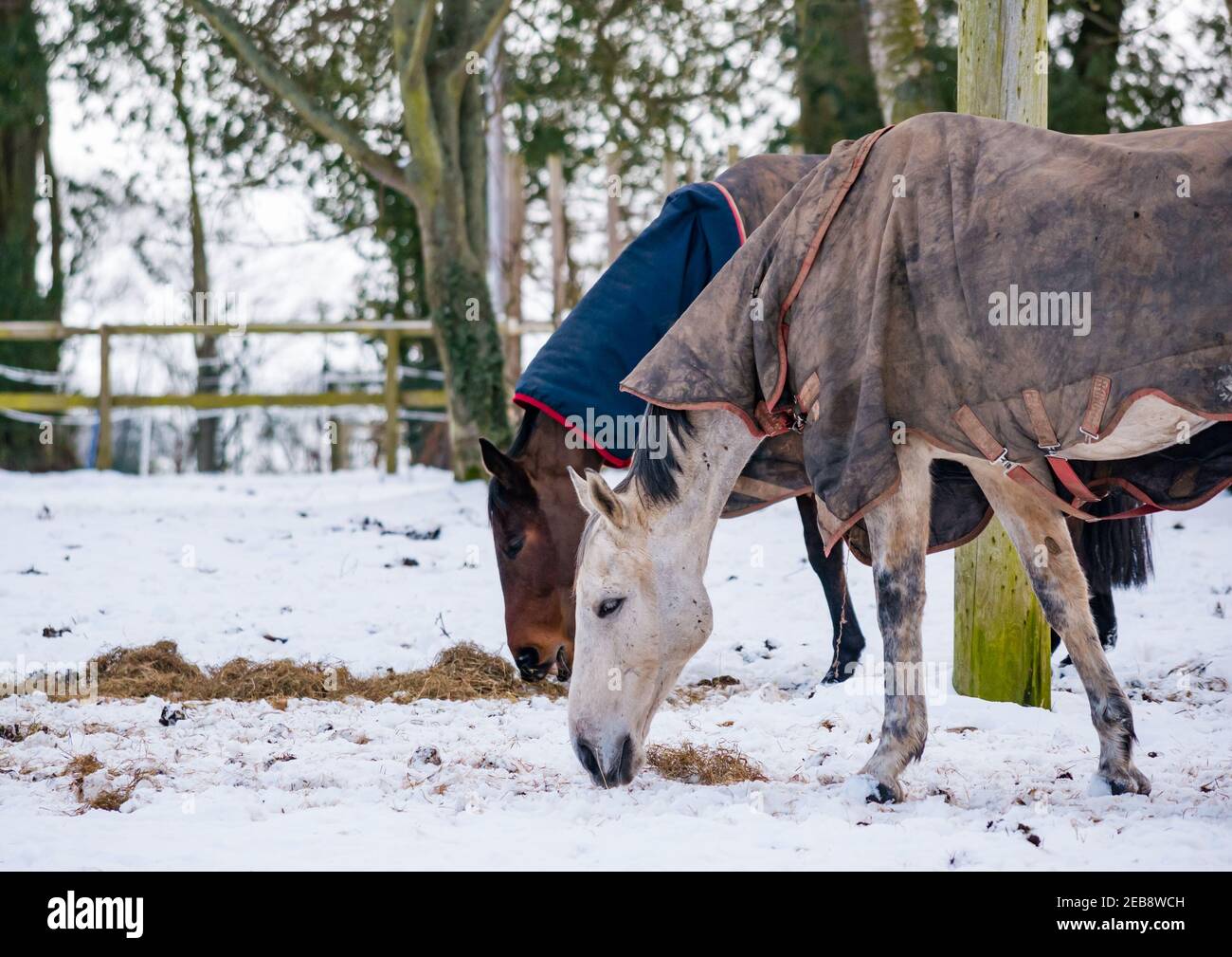 East Lothian, Schottland, Großbritannien, 12th. Februar 2021. UK Wetter: Pferde grasen im Winterschnee mit wenig zu finden, außer Heu von ihrem Besitzer verlassen zu essen Stockfoto