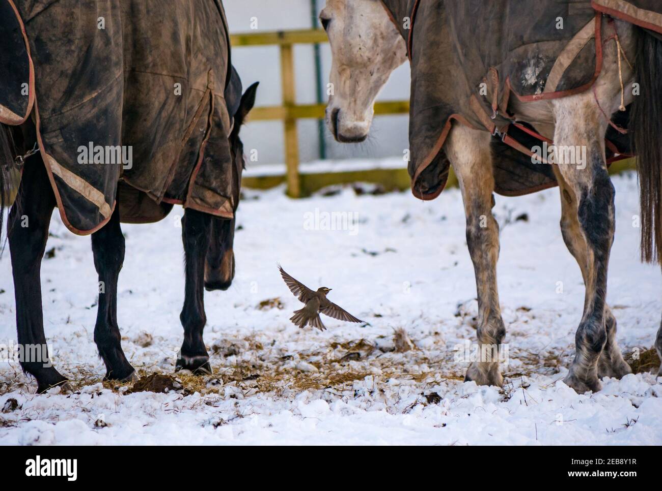 East Lothian, Schottland, Großbritannien, 12th. Februar 2021. UK Wetter: Pferde grasen im Winterschnee, während ein Rotflügler (Turdus iliacus), ein Wintergast in diesem Land, in der Gefahr herumhüpft, von Hufen getreten zu werden, in der Hoffnung, etwas zu essen zu finden Stockfoto