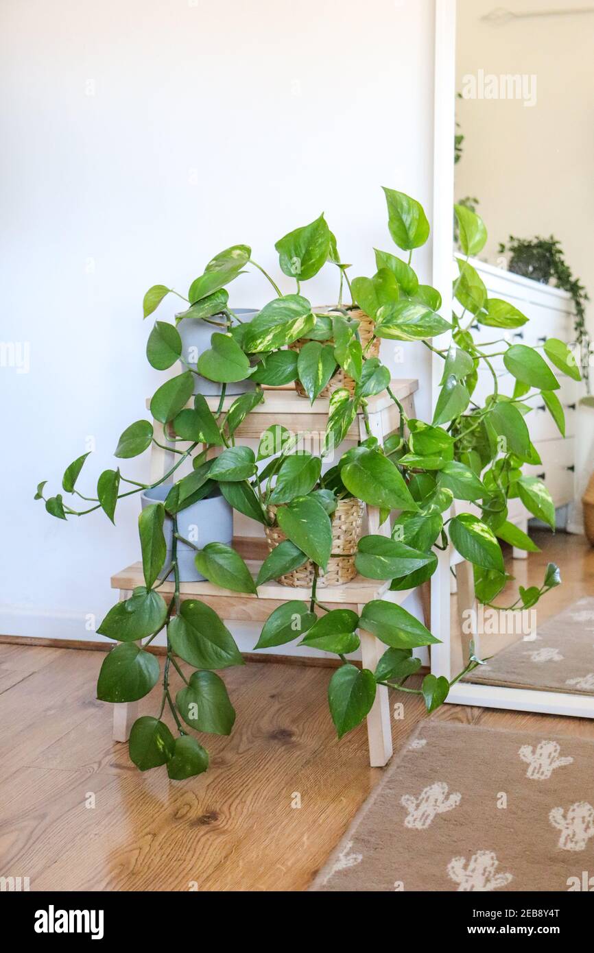 Zimmerpflanzen, Teufel Efeu Stockfotografie - Alamy
