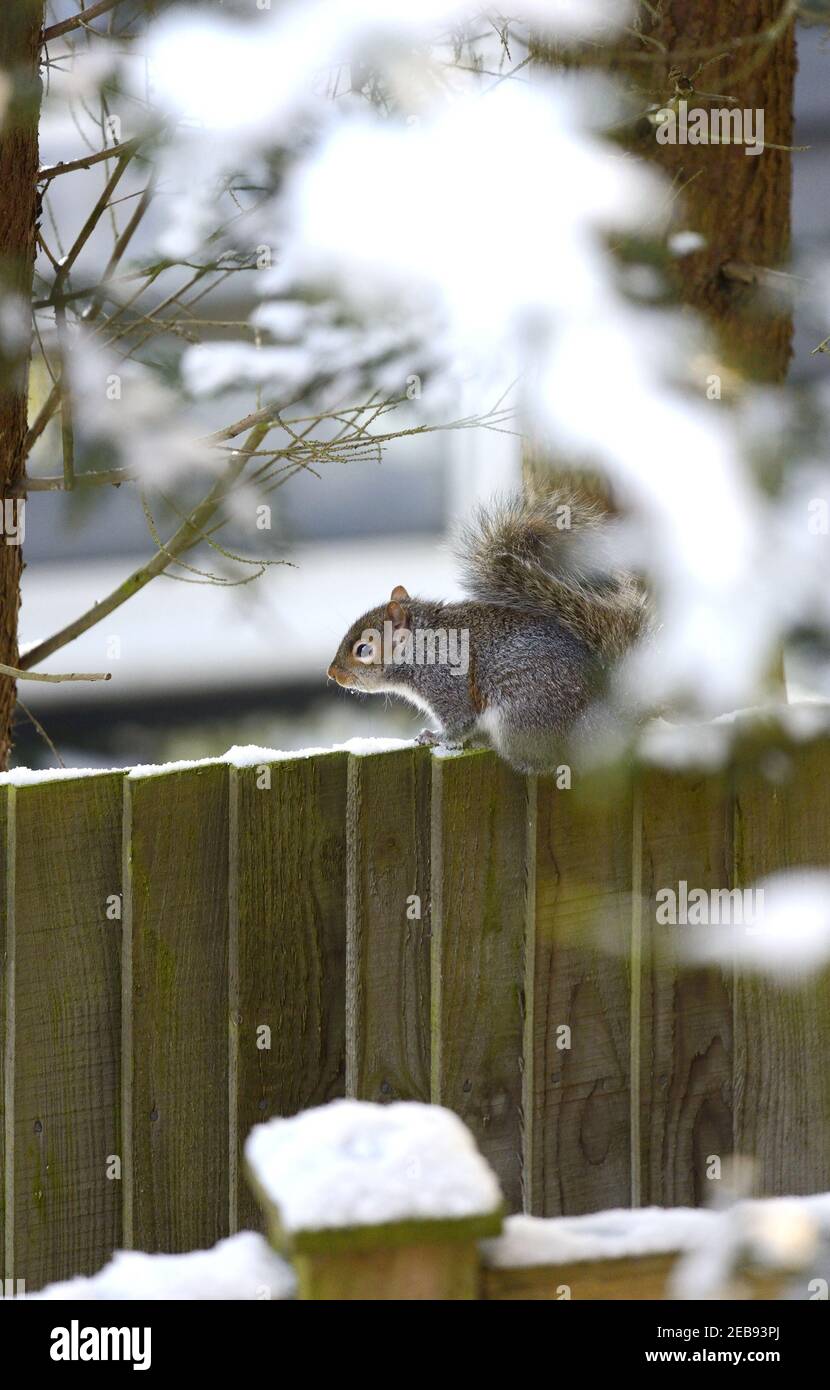 Graues Eichhörnchen (Ostgraues Eichhörnchen / Graues Eichhörnchen) Sciurus carolinensis. Sitzen auf einem Gartenzaun bei schneebedecktem Wetter. Kent, Großbritannien, Februar 2021 Stockfoto