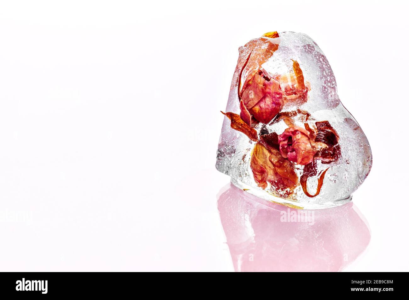 Gefrorene Rose im Ice Cube Stockfoto