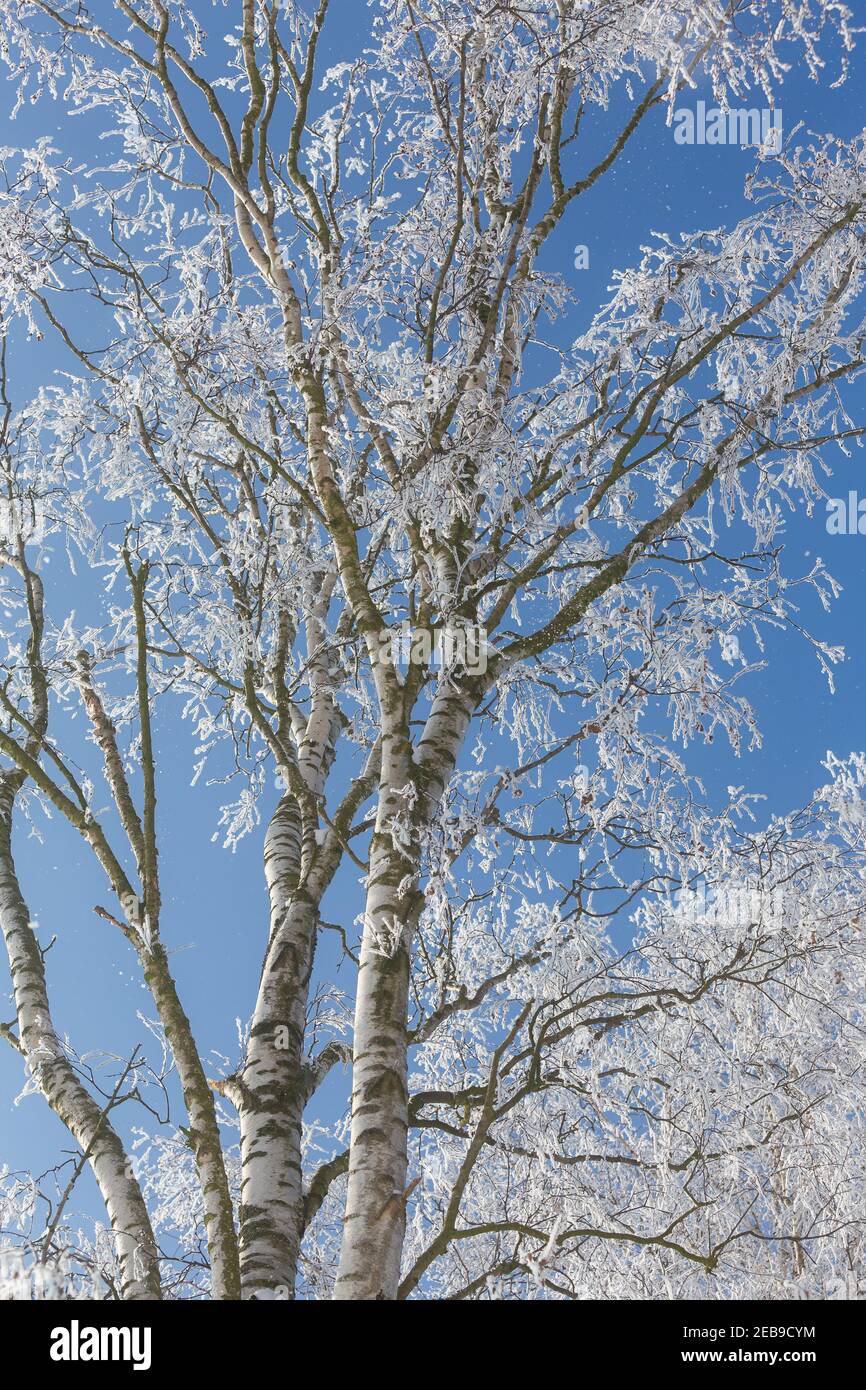Suchen nach oben. Mit Eiskristallen überzogene Äste am blauen Himmel Stockfoto