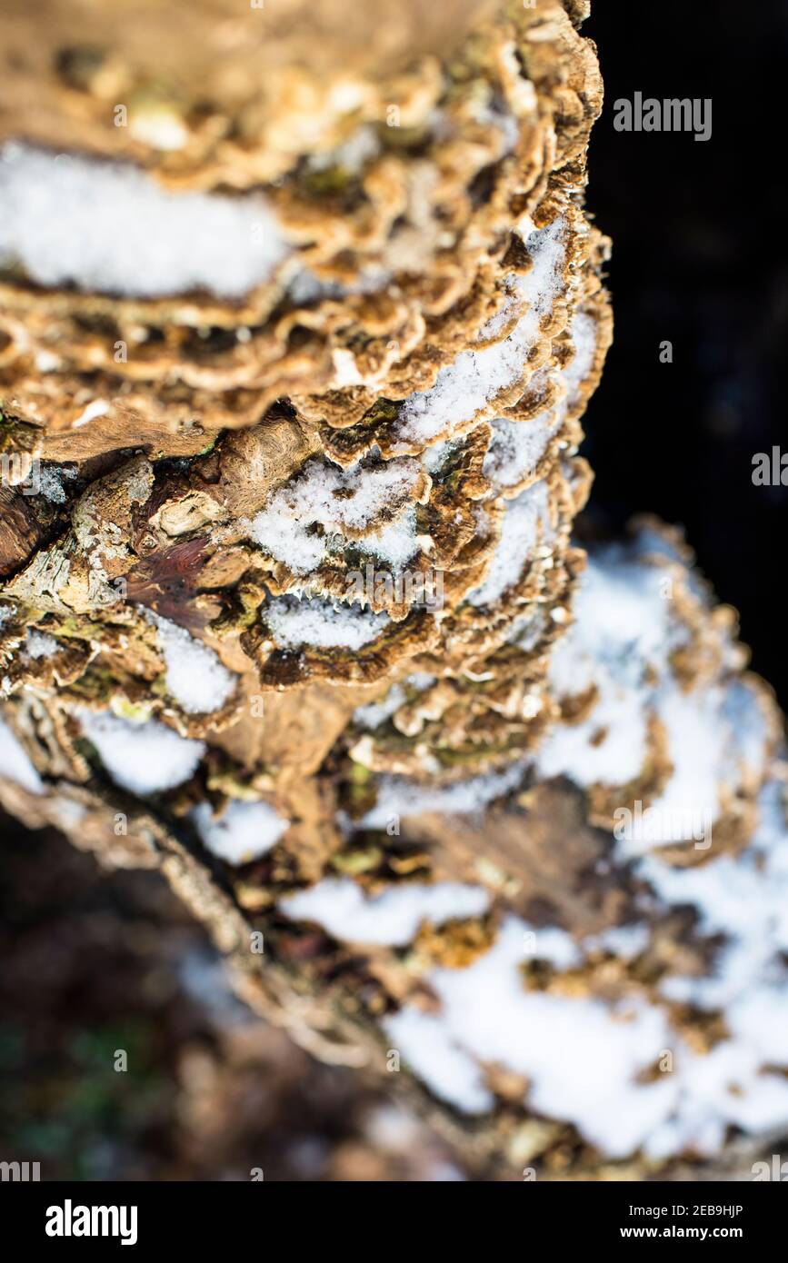 Schneebedeckte Pilze wachsen auf einem toten Baumstamm, Burnham Beeches, Burham, Großbritannien Stockfoto