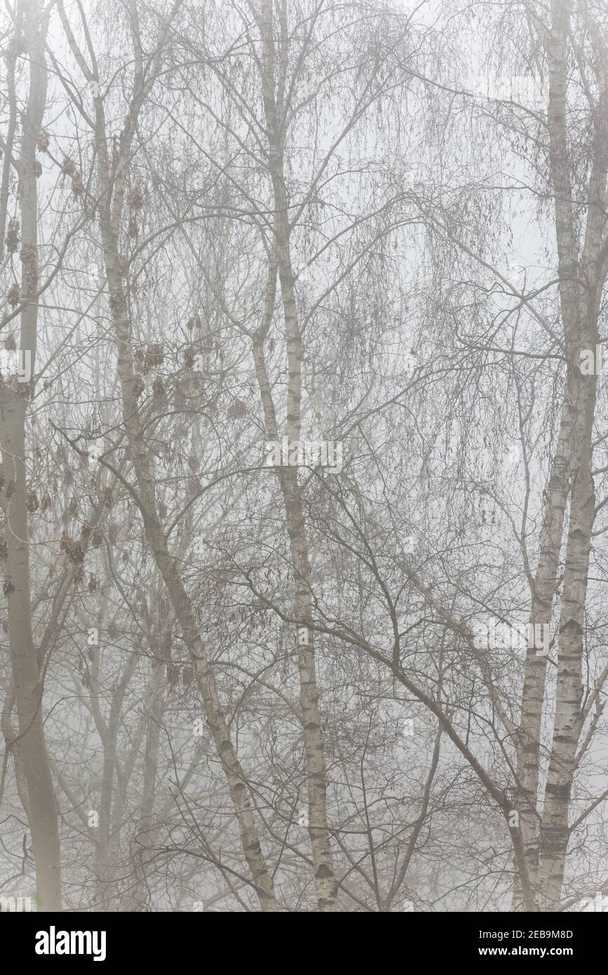 Betula pendula, silberne Birke, Baumreihe im dichten Nebel und Nebel im Winter ein guter Platz für eine Waldtaube, Columba palumbus, zur Ruhe Stockfoto