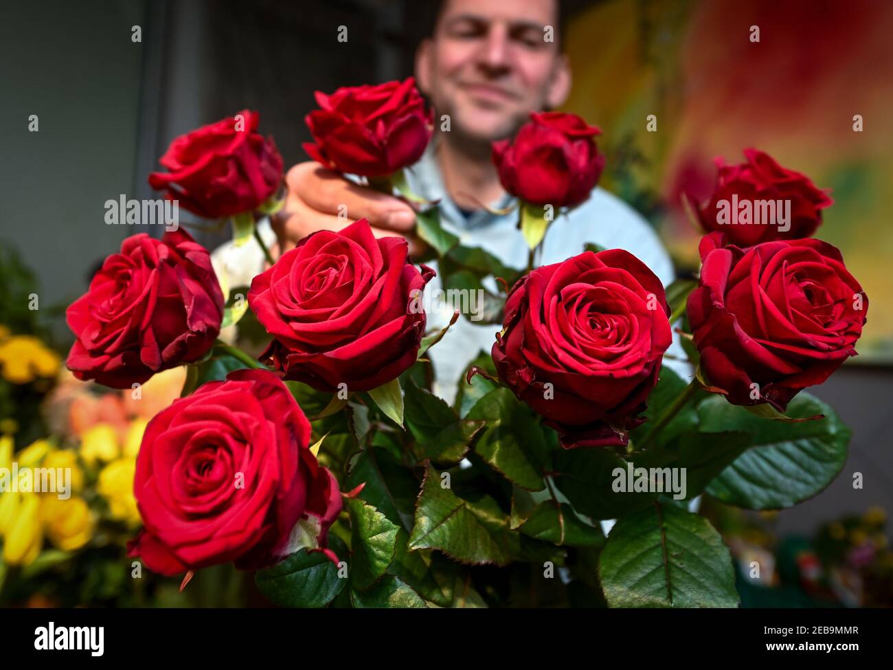 Leipzig, Deutschland. Februar 2021, 11th. Veit Petzold, Floristen-Meister  und Geschäftsführer von Blumenland Engler, hält rote Rosen für einen  Strauß. Am Sonntag (14,02.2021) ist Valentinstag. Besonders rote Rosen  gelten als Liebesbeweis und sind