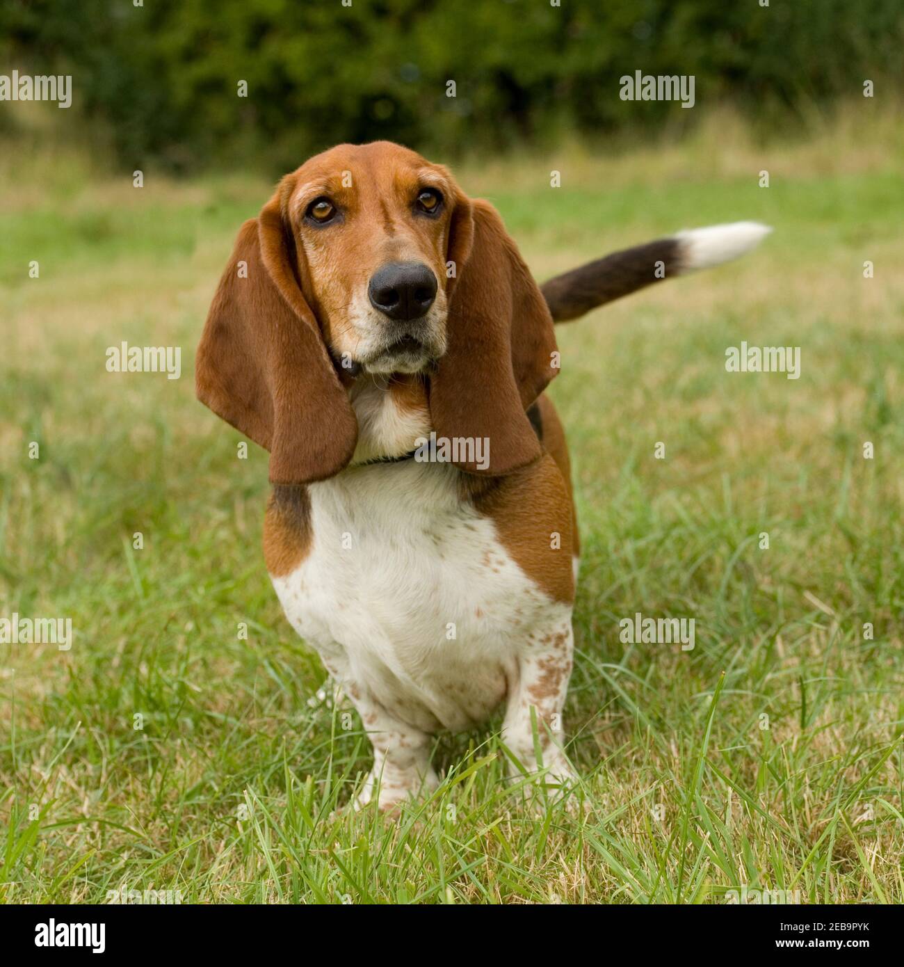 Basset Hound dog Stockfoto