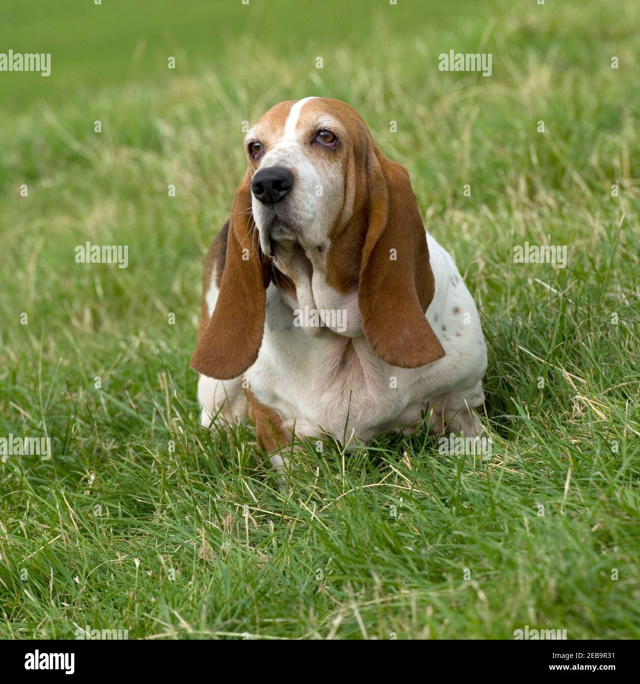Basset Hound dog Stockfoto
