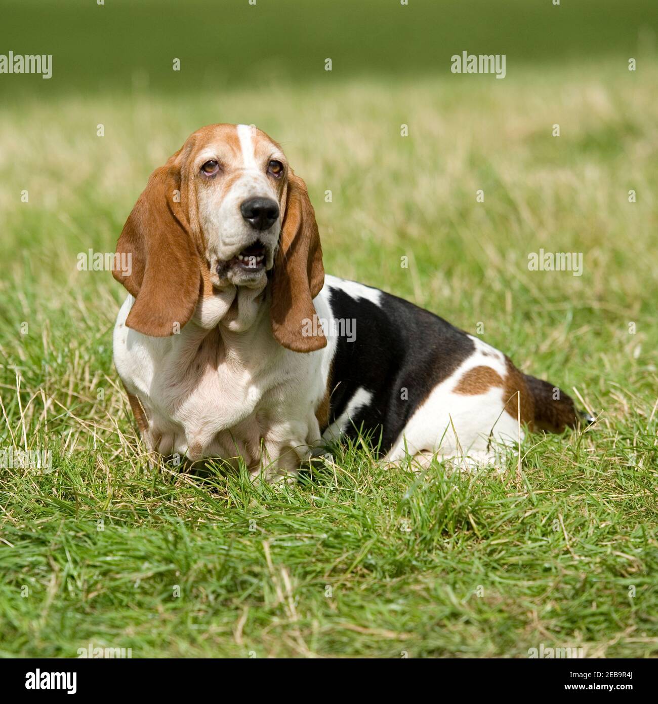 Basset Hound dog Stockfoto