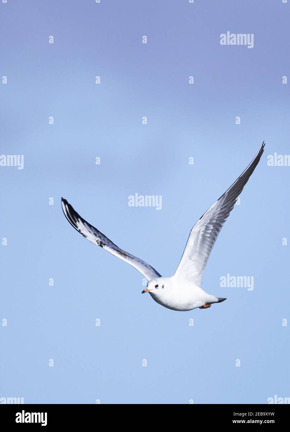 Vogelflug; EINE gemeine Möwe, UK; aka Mew Gull oder Sea Mew; Larus Canus, gegen einen blauen Himmel, Suffolk UK Stockfoto