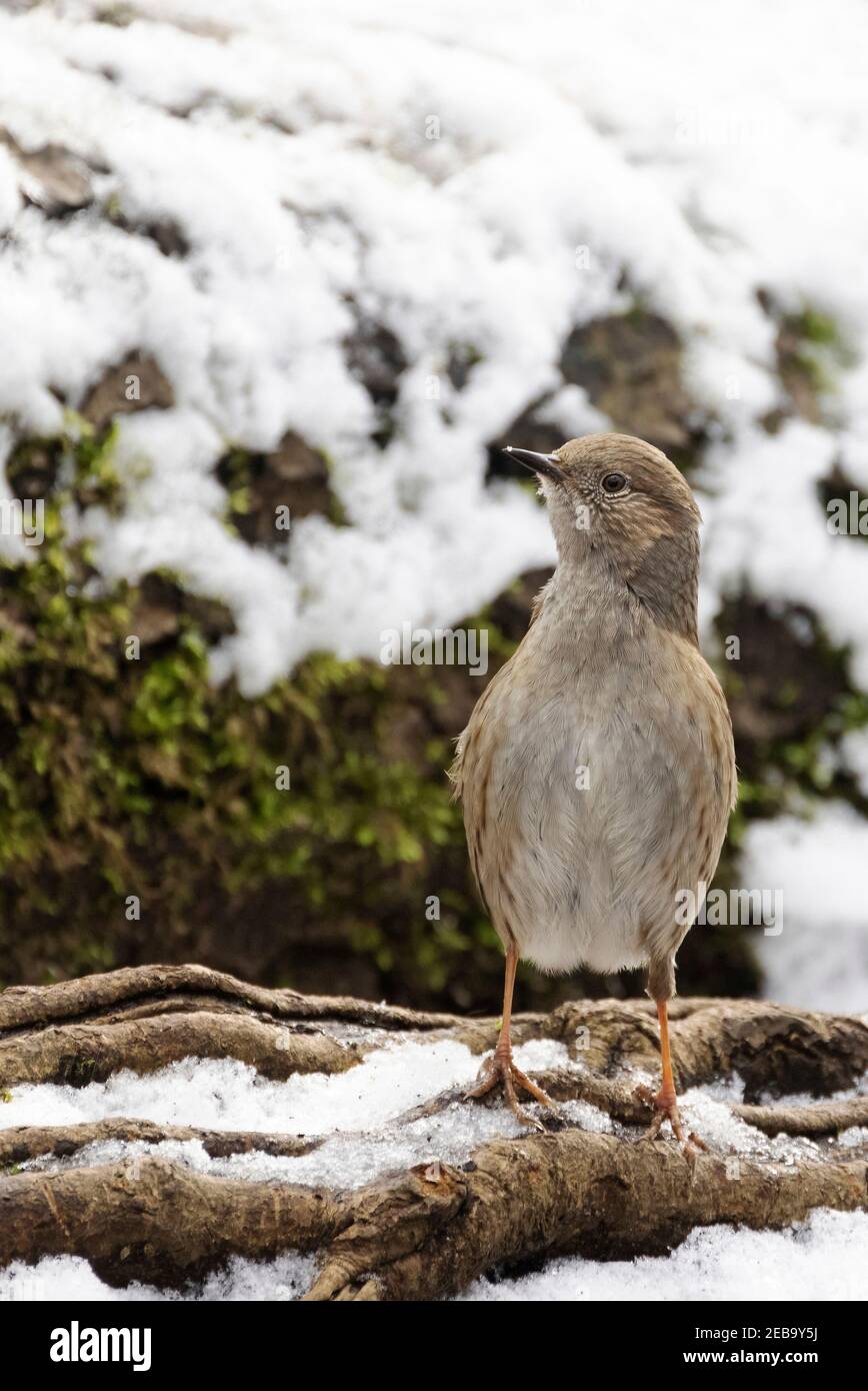 Dunnock UK; der Dunnock, Prunella modularis, Heckensperling oder Heckenwaldsänger, ein gewöhnlicher kleiner Gartenvögel, im Winter von vorne gesehen, Suffolk UK Stockfoto