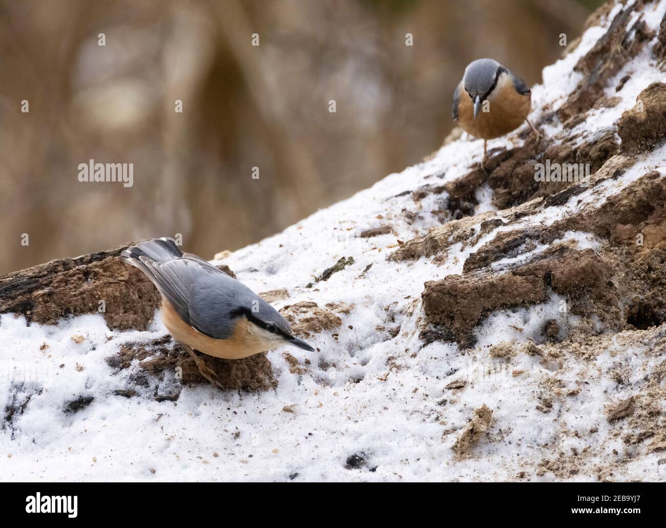 Nuthatch UK - zwei Nuthatches, Sitta Europaea, Fütterung auf dem Boden im Winter, Suffolk UK; Beispiel von Vögeln im Winter UK Stockfoto
