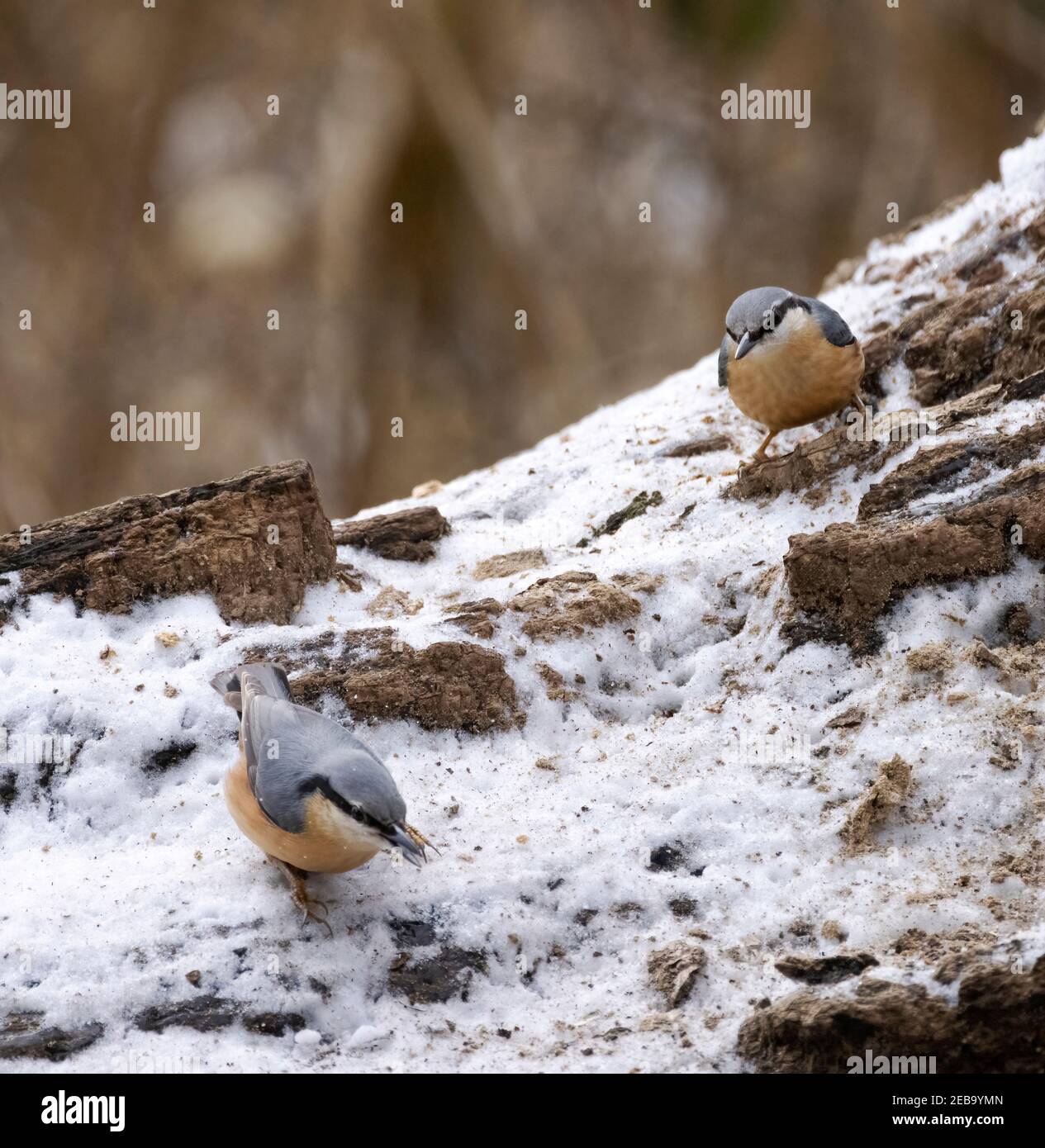 Nuthatch UK - zwei Nuthatches, Sitta Europaea, Fütterung auf dem Boden im Winter, Suffolk UK; Beispiel von Vögeln im Winter UK Stockfoto