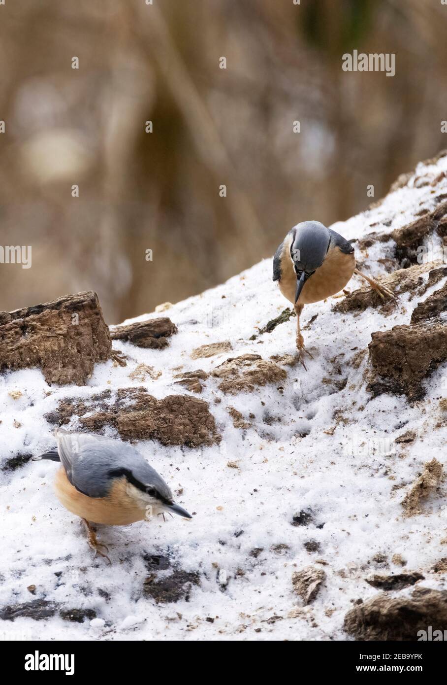 Nuthatch UK - zwei Nuthatches, Sitta Europaea, Fütterung auf dem Boden im Winter, Suffolk UK; Beispiel von Vögeln im Winter UK Stockfoto