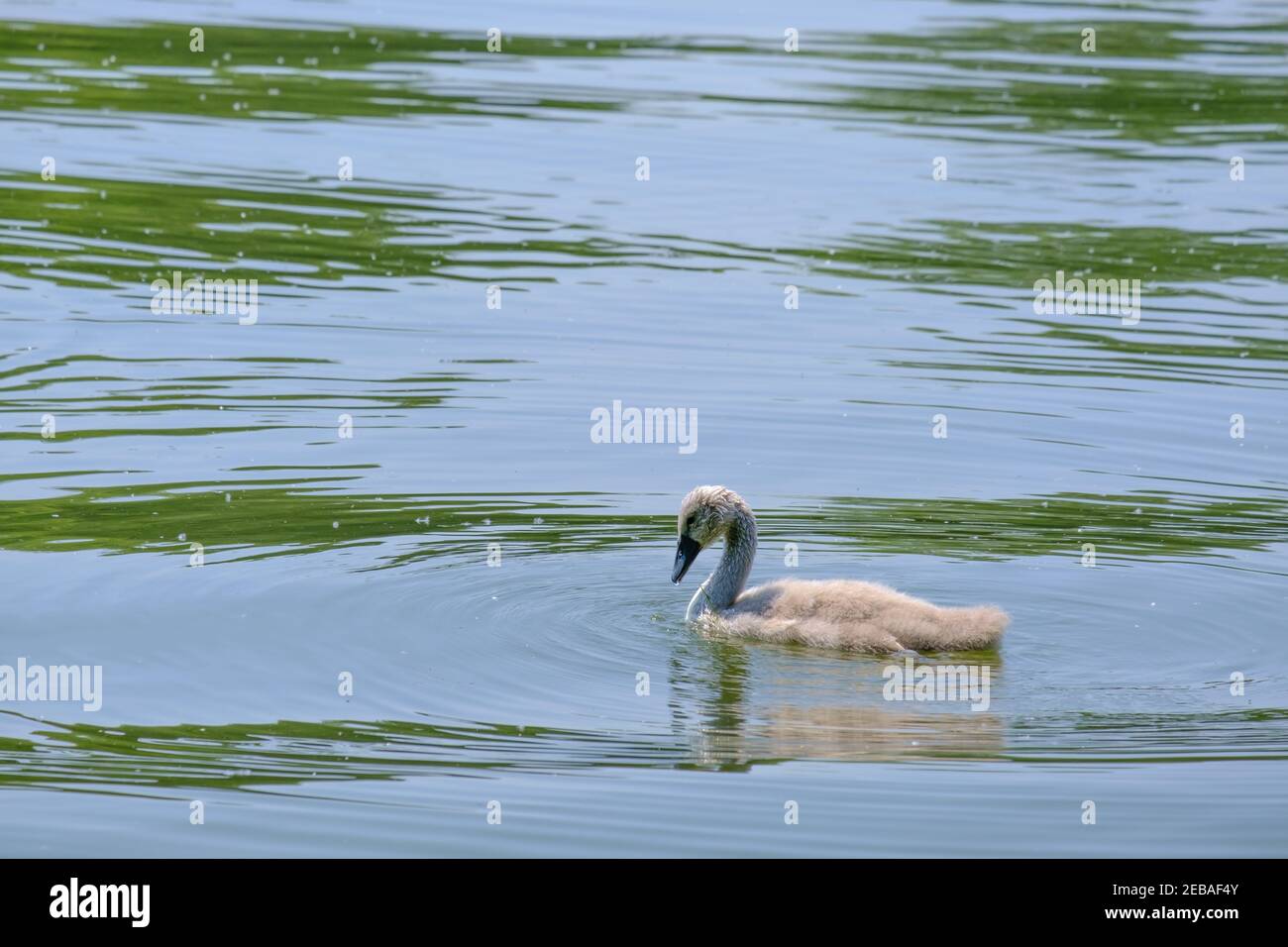 Ein jugendlicher Stumme Schwan schwimmt auf Batchworth Lake mit Gras im Mund, Rickmansworth Aquadrome Naturschutzgebiet Hertfordshire, England. Stockfoto