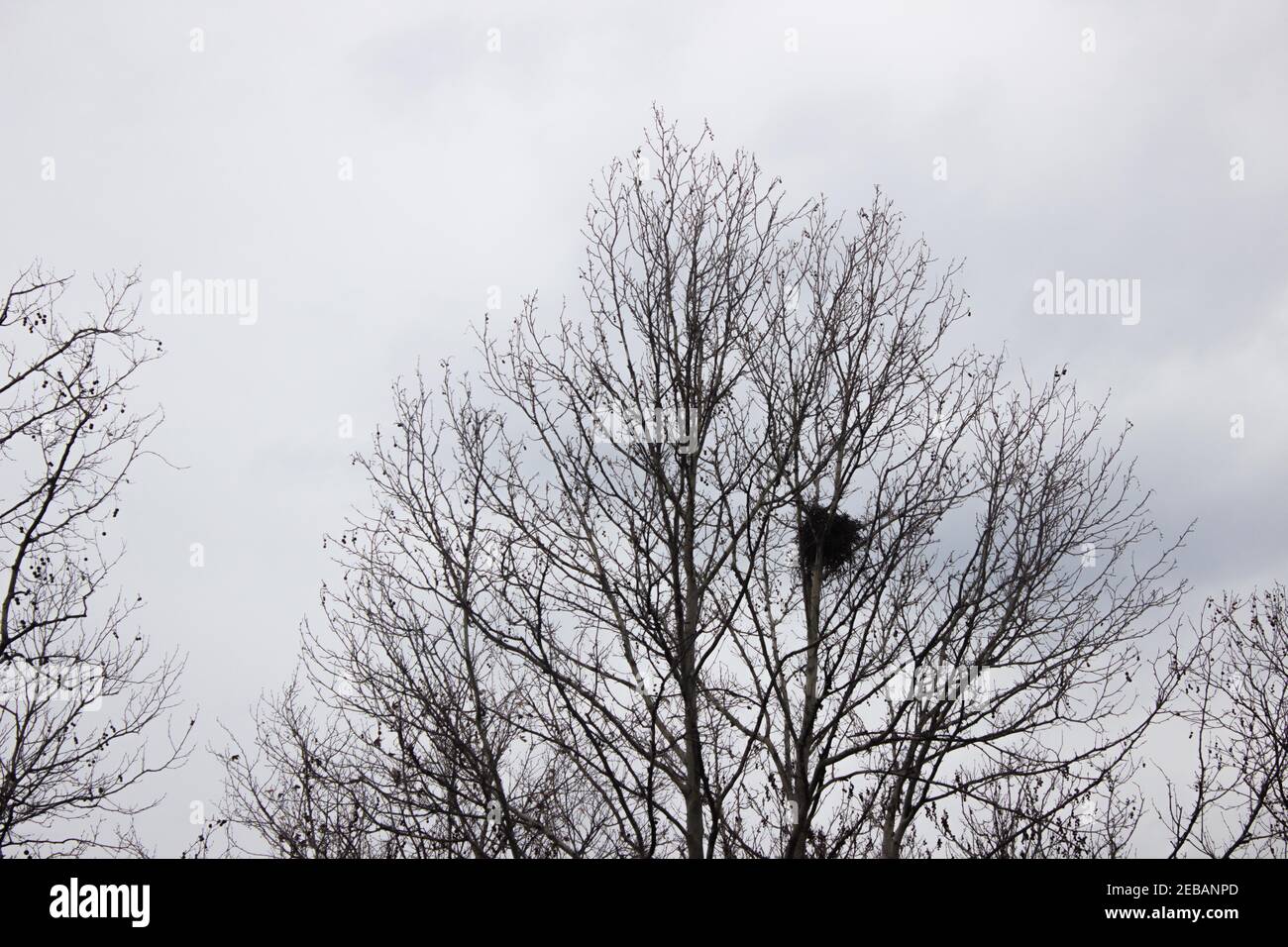 Vogelnest in einem Baum im Winter gegen den Himmel. Vogelnest in Baumzweigen Stockfoto