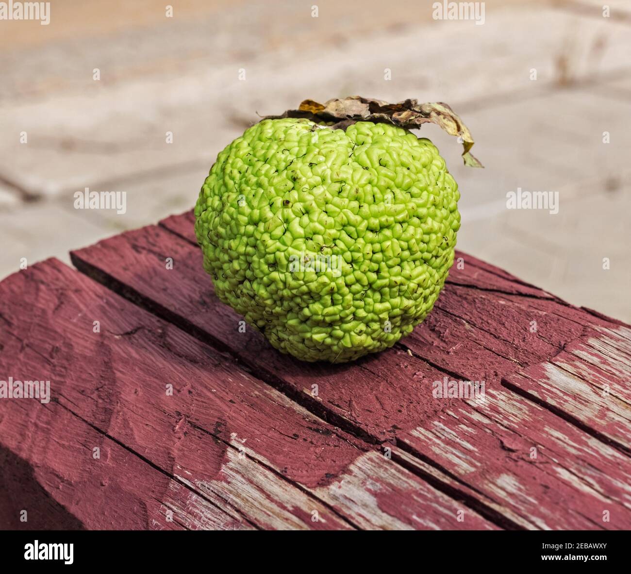 Echte ziemlich frische runde grüne Frucht von Maclura für die Gesundheit Und Medizin Stockfoto