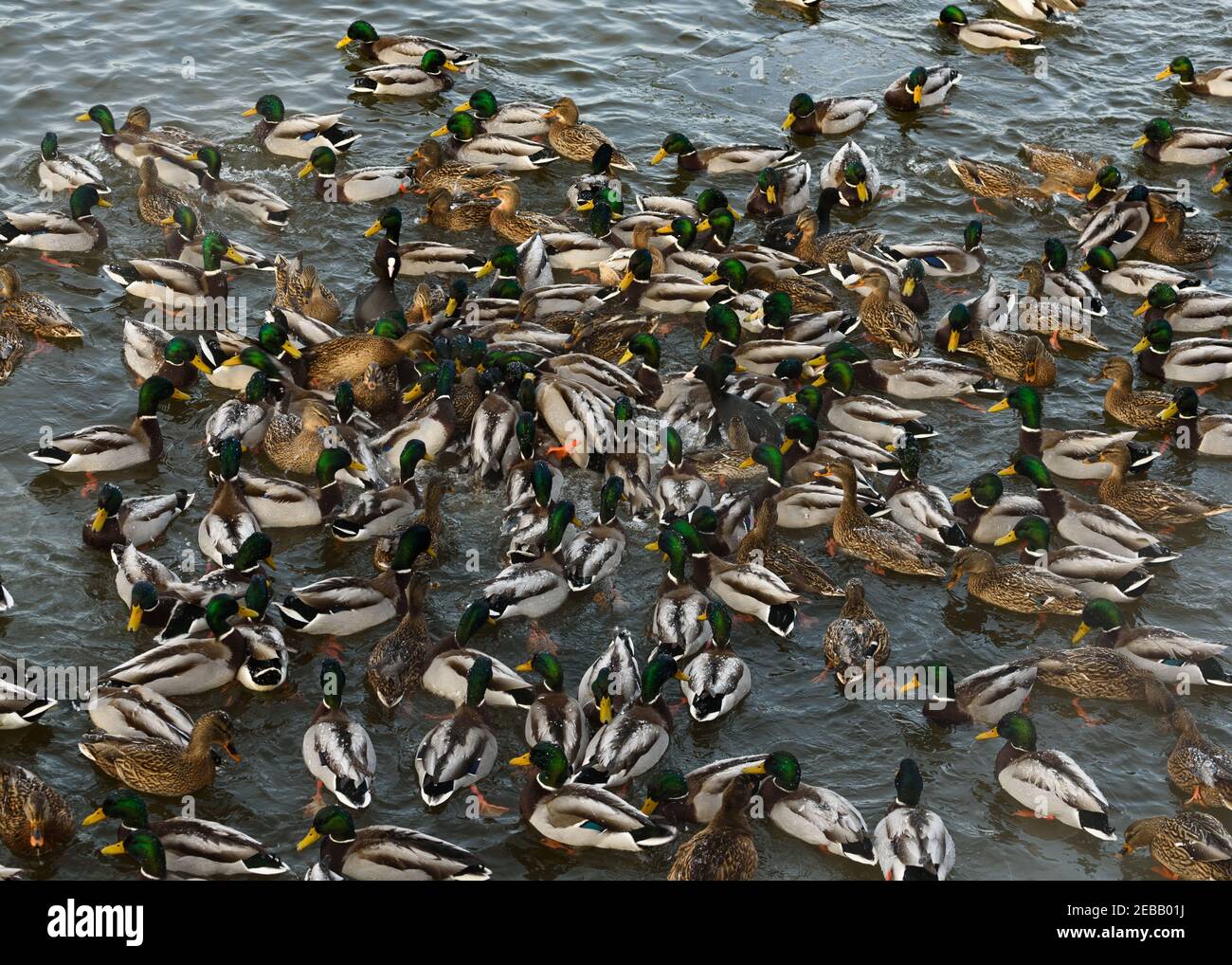 Im Fluss Nemunas hat Litauen die größte Kolonie überwinternder Wasservögel, Schwäne, Enten und anderer Wasservögel. Stockfoto