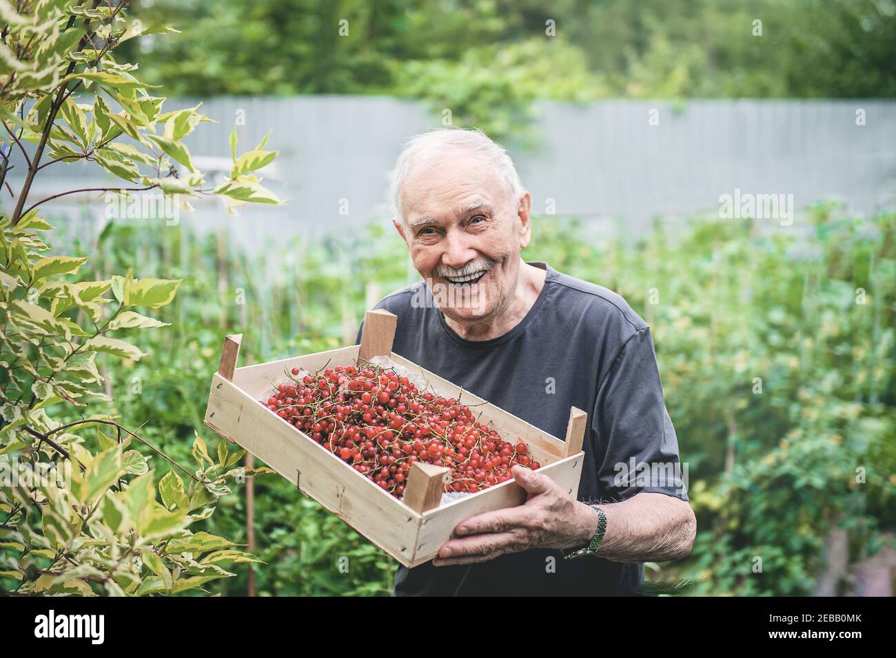Alte Menschen mit einer Ernte von Beeren. Ein alter Bauer hält einen Korb mit roten Johannisbeeren in der Hand. Glückliches, aktives Alter. Stockfoto