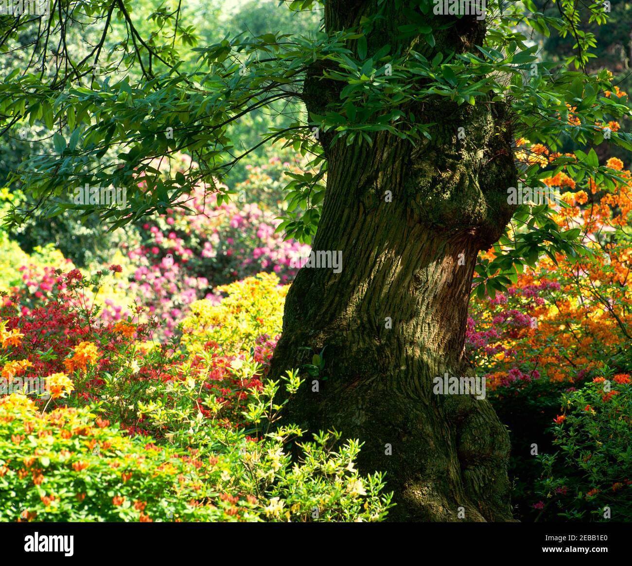 Edelkastanienbaum und Azaleen, Stockfoto