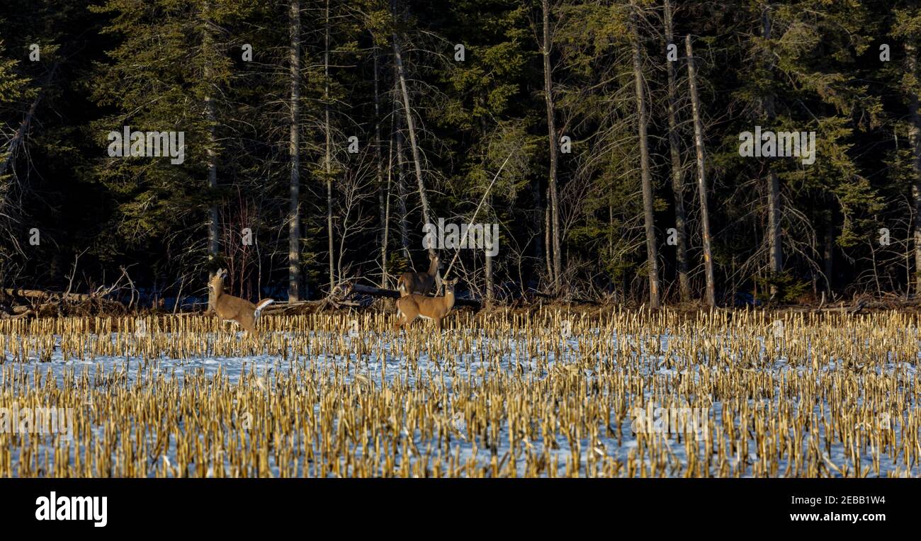 Seeschwänze, die in den nördlichen Wisconsin Wald flüchten. Stockfoto