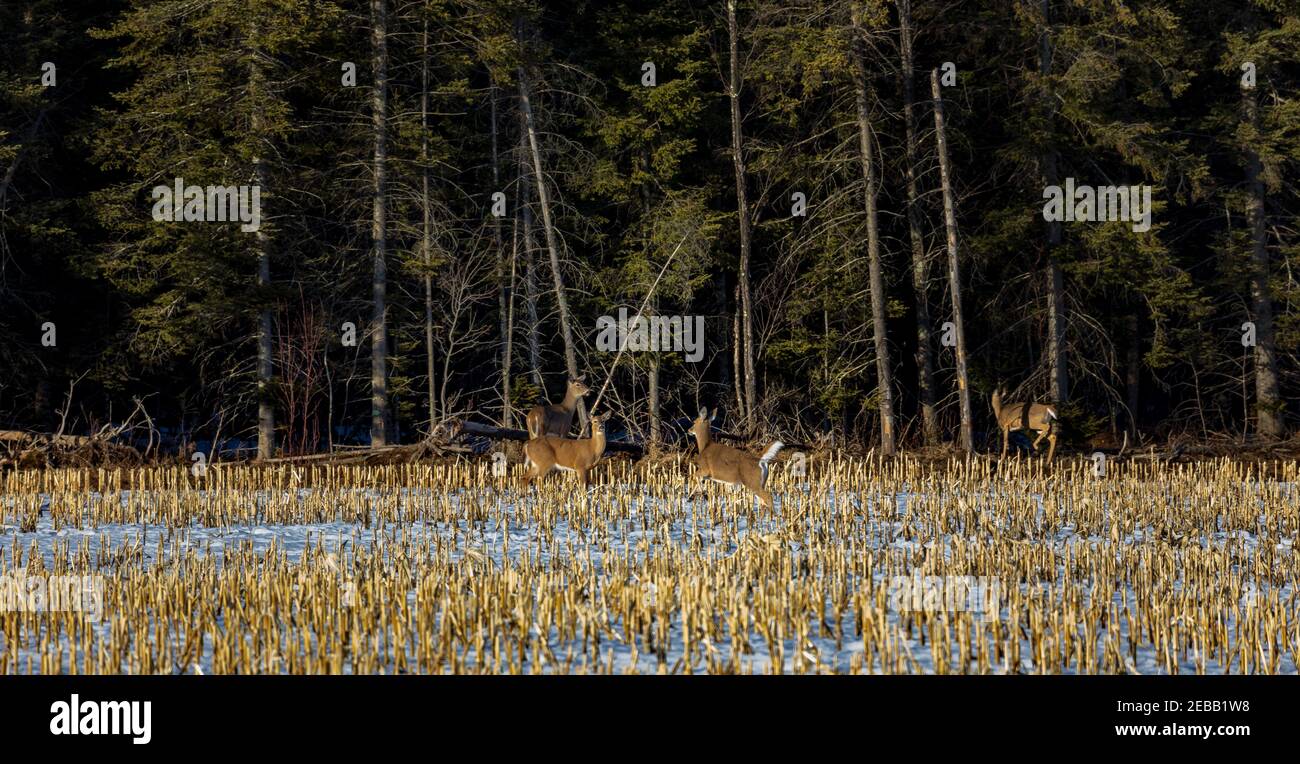 Seeschwänze, die in den nördlichen Wisconsin Wald flüchten. Stockfoto