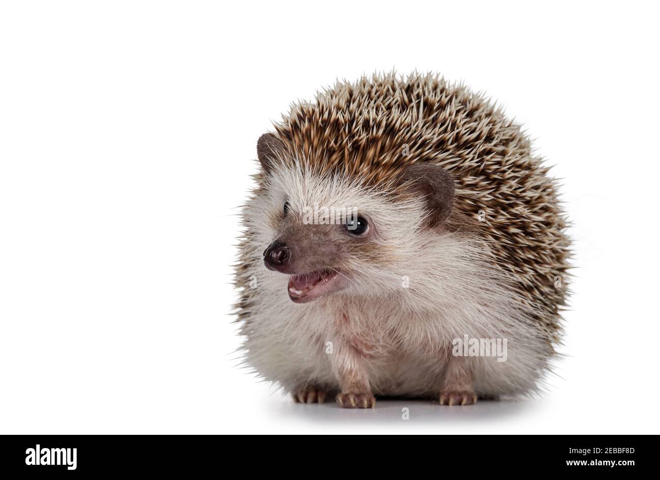 Erwachsener vier-Zehenigel alias Atelerix albiventris. Sitzt nach vorne, Mund offen. Isoliert auf weißem Hintergrund. Stockfoto