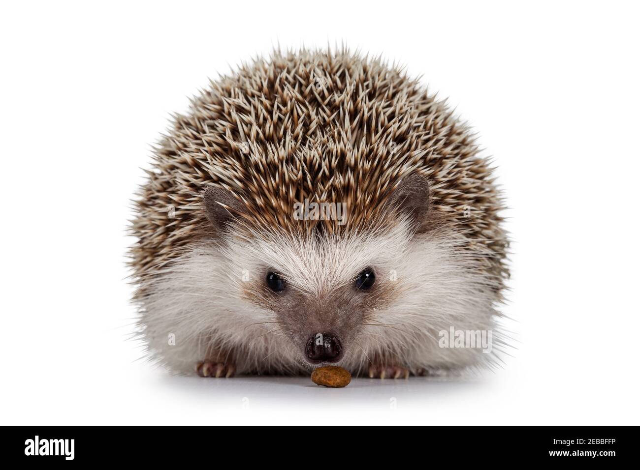 Erwachsener vier-Zehenigel alias Atelerix albiventris. Sitzen mit Blick auf die Vorderseite Essen Katze Kibble. Isoliert auf weißem Hintergrund. Stockfoto