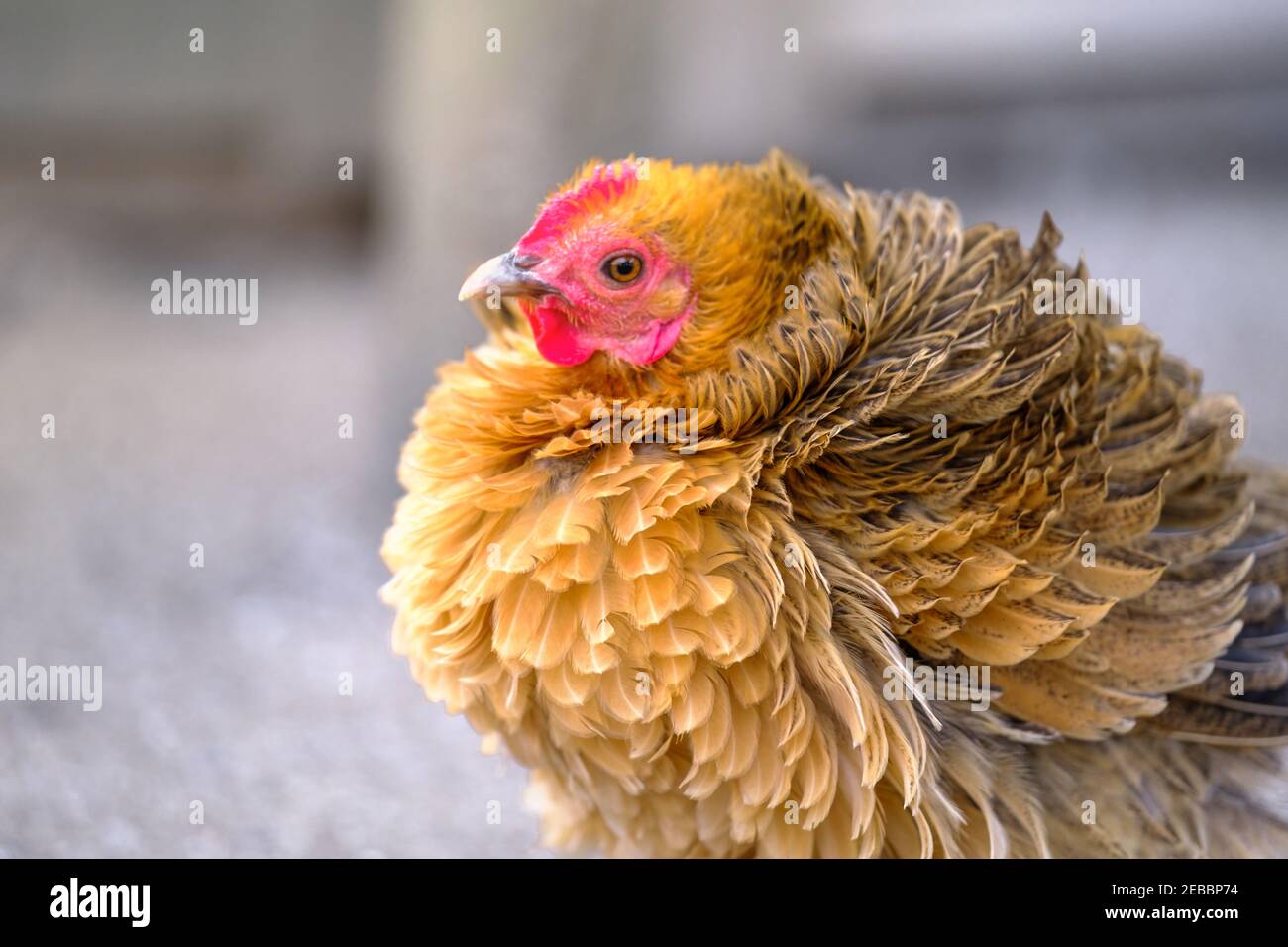 Schönes Huhn auf Geflügelfarm. Junge rote Henne. Ein braunes Hühnchen. Stockfoto