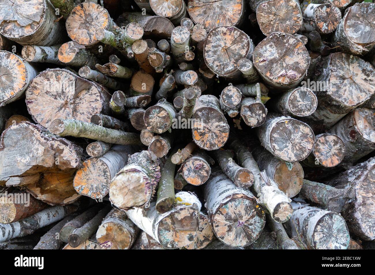 Detailansicht der Schnittlinie Brennholz, natürliches Holz Hintergrund Stockfoto