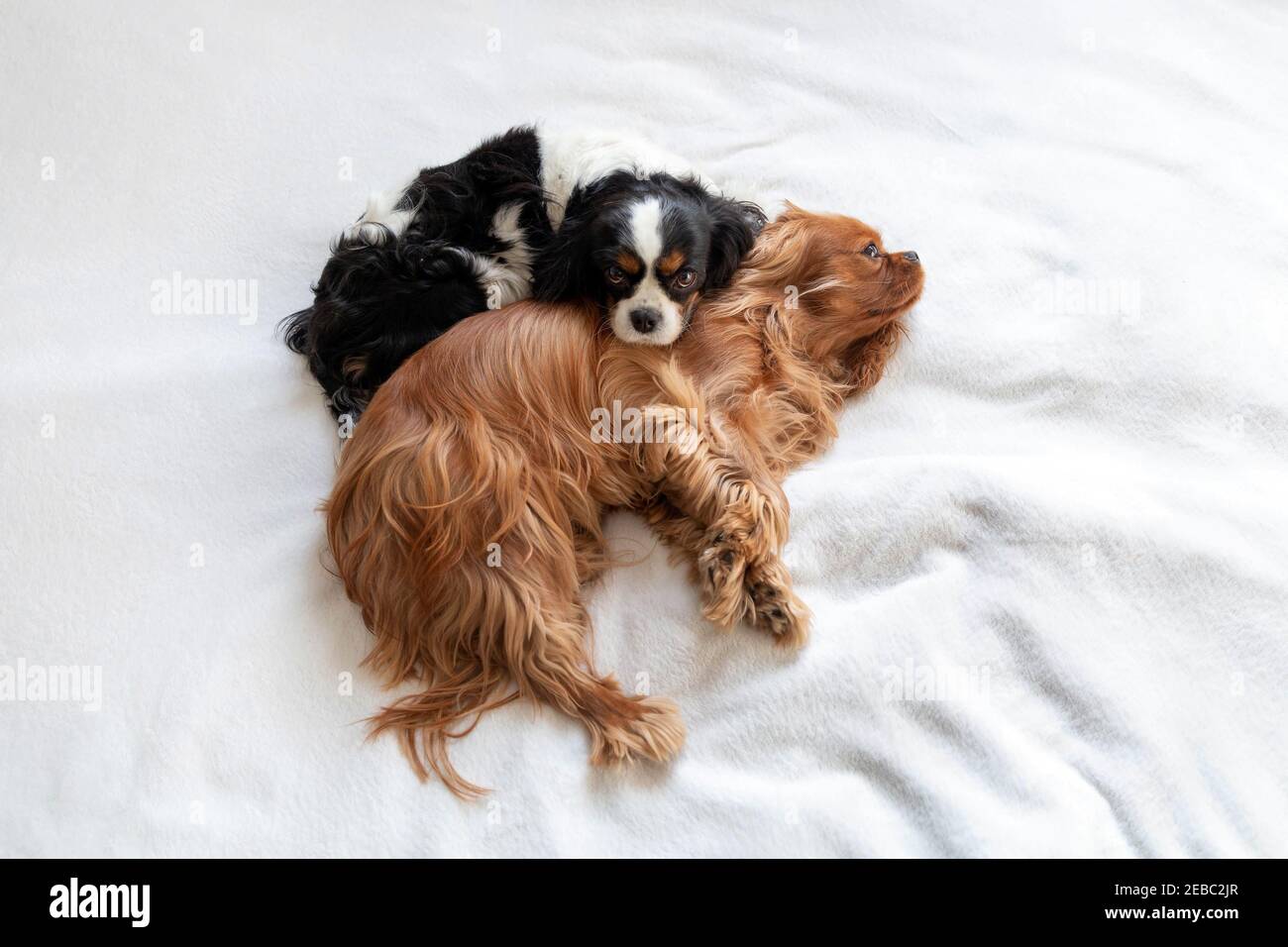 Zwei Hunde schlafen zusammen auf einer weißen Decke Stockfoto