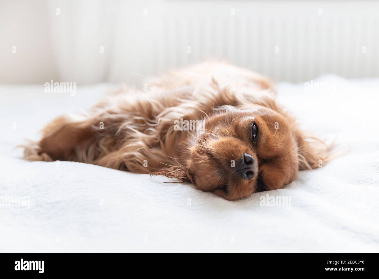 Entzückender Hund, der auf dem Bett schlaffte Stockfoto