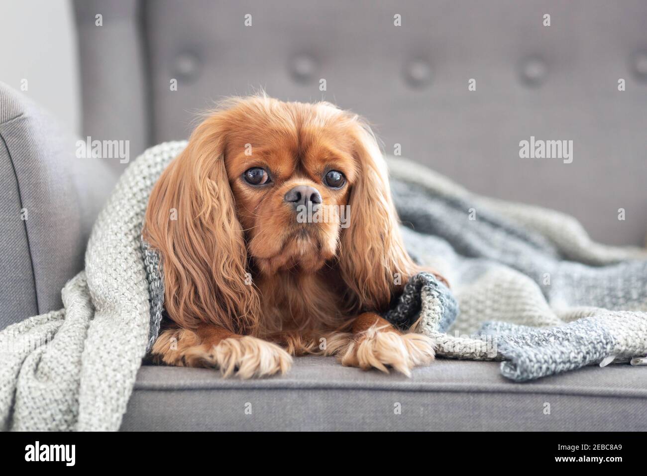 Netter Hund, Kavalier Spaniel, entspannen unter der warmen Decke zu Hause Stockfoto