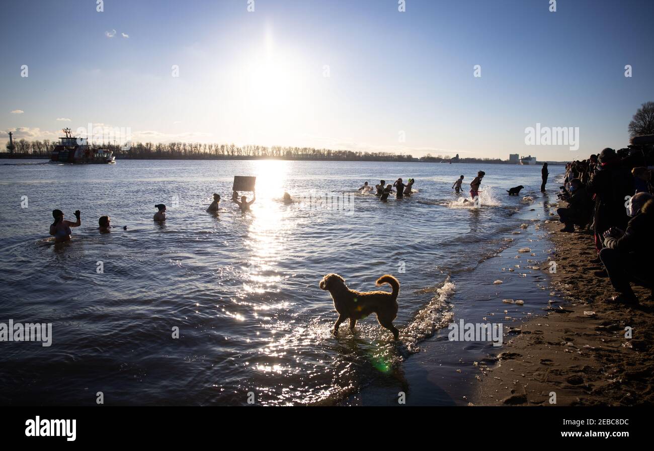 12. Februar 2021, Hamburg: Eisbader schwimmen für einen guten Zweck in der eisigen Elbe bei Övelgönne. Mehrere Dutzend mutige Menschen stürzten am Freitag für einen guten Zweck in die drei-Grad-Elbe. Die wöchentliche Aktion der "Eisbather" soll Spenden für Obdachlose fördern. Foto: Christian Charisius/dpa Stockfoto