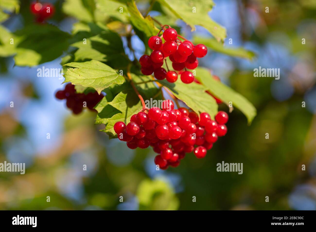 Rote viburnum Zweig im Garten. Viburnum viburnum opulus Beeren und Blätter im Herbst. Ein Strauß roter Viburnum-Beeren auf einem Zweig. Stockfoto