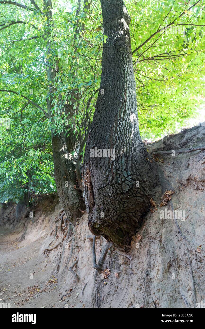 Lössschlucht in der Stadt Kazimierz Dolny, Polen. Fantastische Formen von Bäumen und ihre Wurzeln, die auf den Hängen wachsen Stockfoto