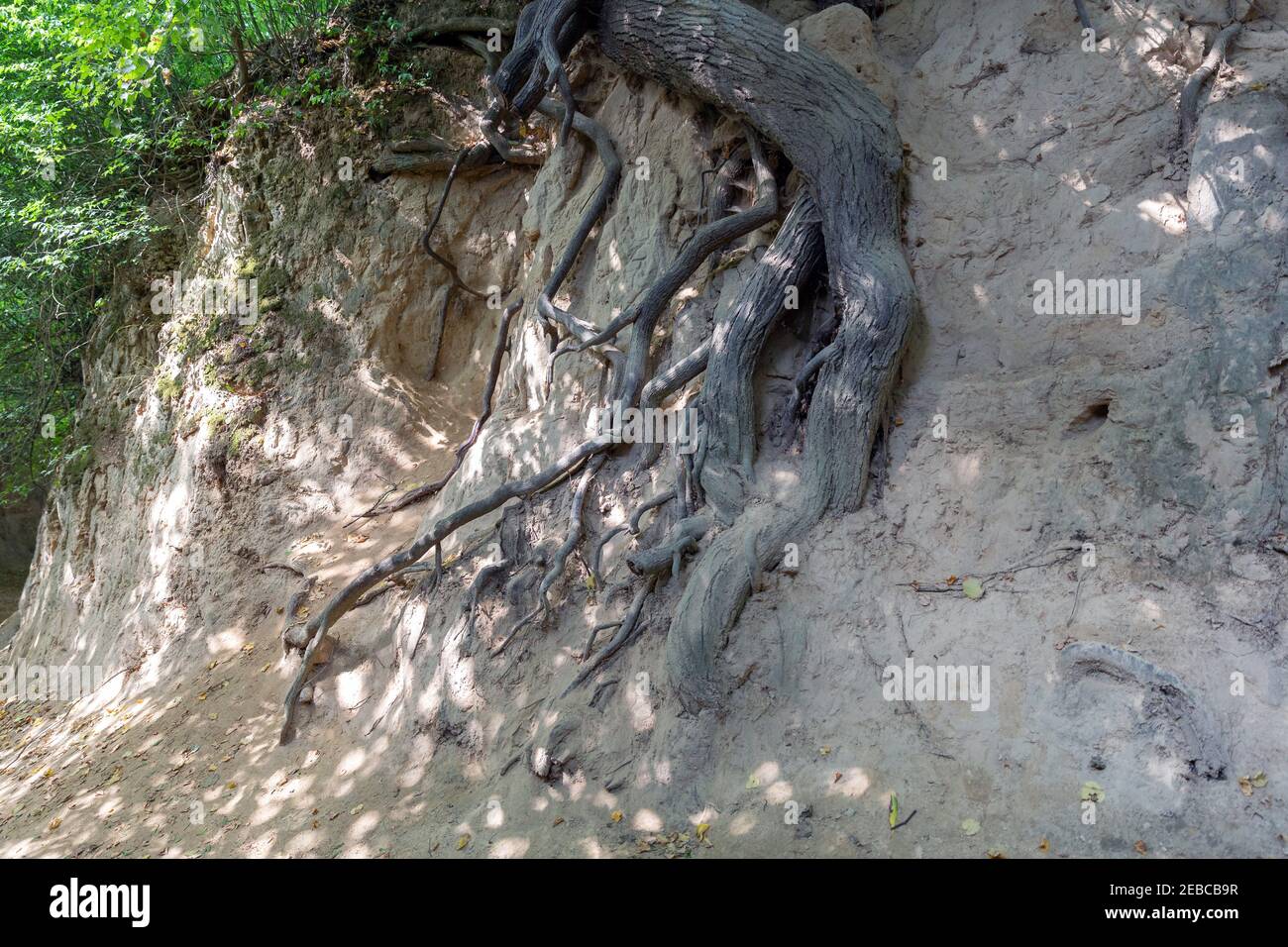 Lössschlucht 'Korzeniowy Dół' in der Stadt Kazimierz Dolny, Polen. Fantastische Formen von Bäumen und ihre Wurzeln, die auf den Hängen wachsen Stockfoto