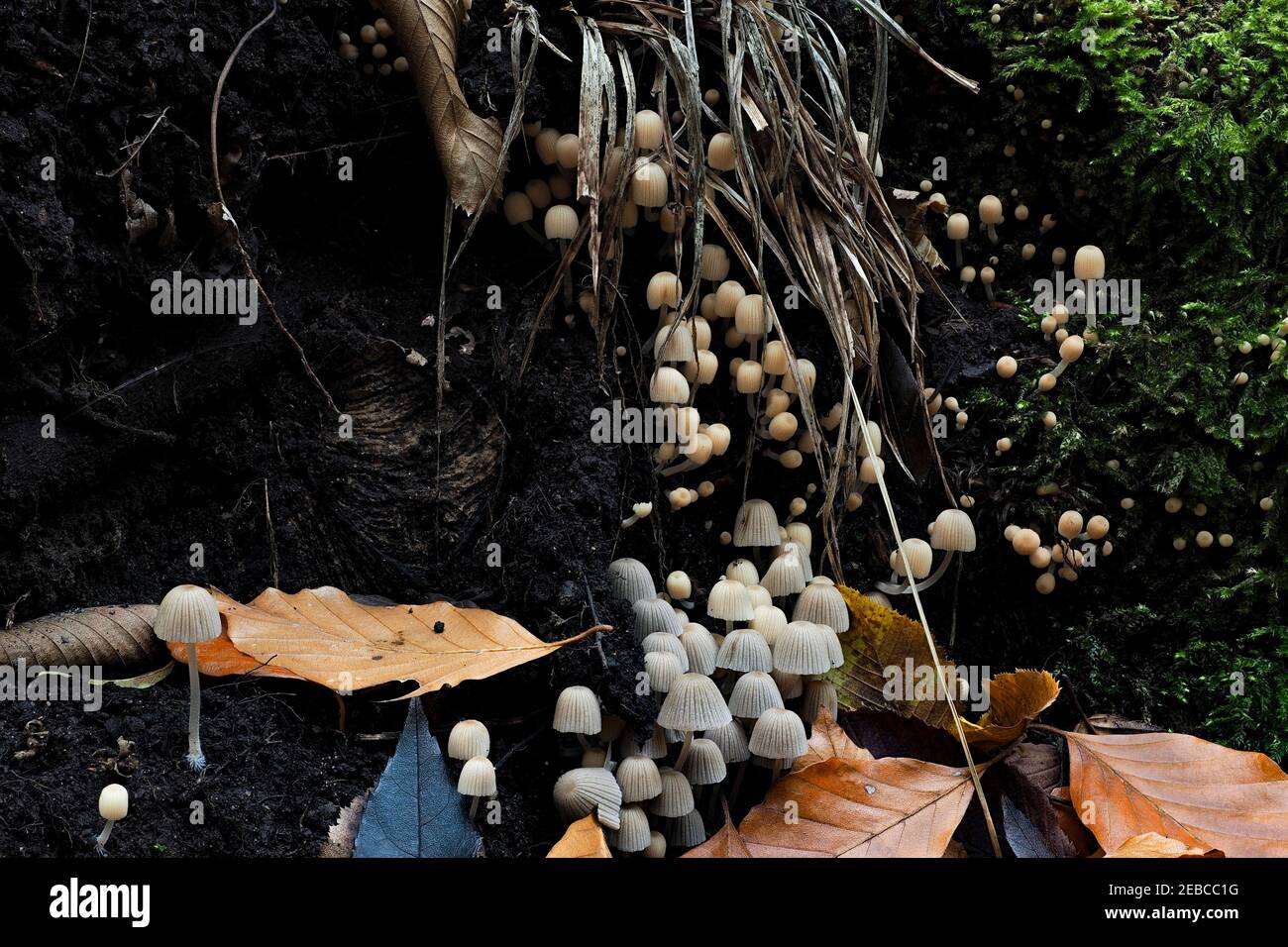 Der Zwergpilz (Coprinellus disseminatus) ist ein ungenießbarer Pilz, ein faszinierender Foto Stockfoto