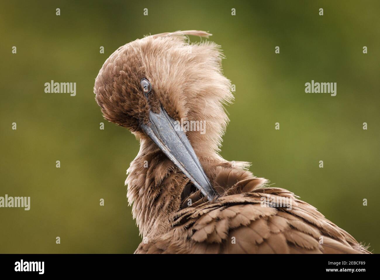 Porträt von Preening Hamerkop, Scopus umbretta, unreif, Bezirk Orpen, Kruger Nationalpark, Südafrika Stockfoto